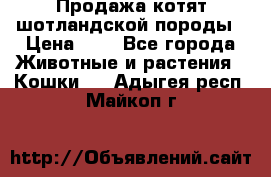 Продажа котят шотландской породы › Цена ­ - - Все города Животные и растения » Кошки   . Адыгея респ.,Майкоп г.